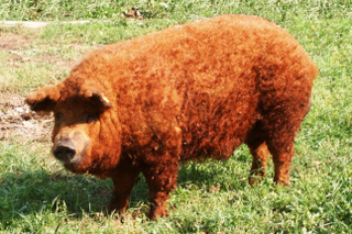 Illustration for article titled Mangalica-gate: románok lopnák a cuki magyar malac őshonosságát